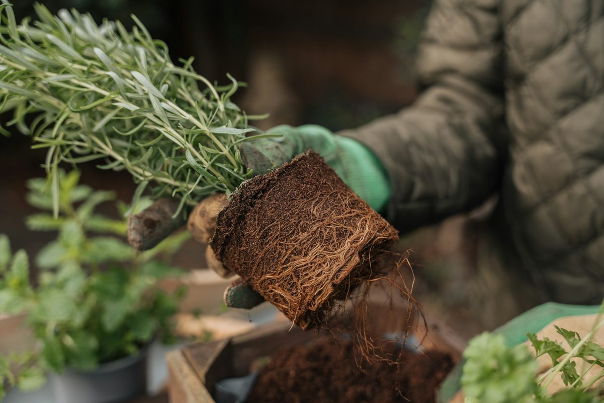 Mulch